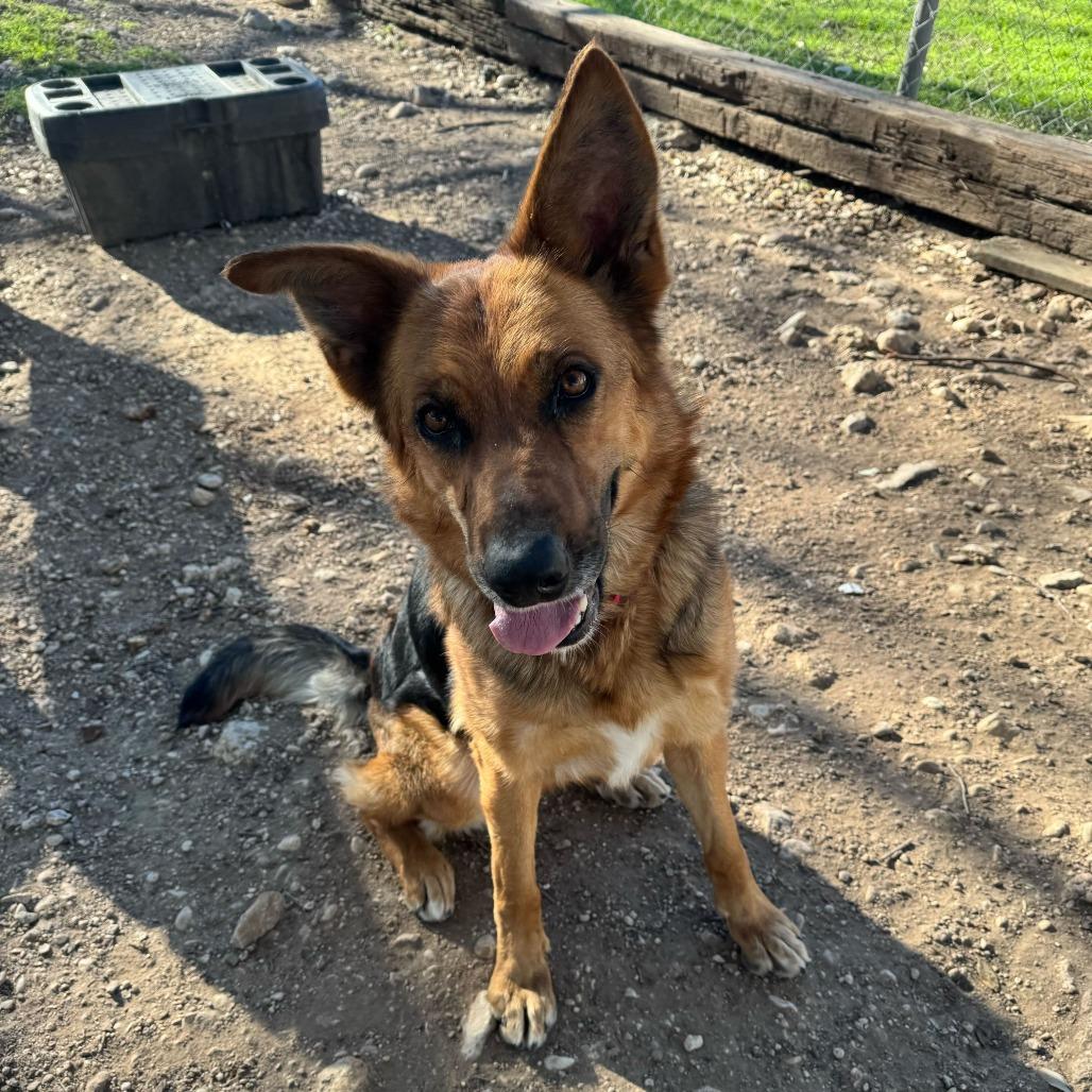 Enlarge Madison, a Adoptable German Shepherd Dog in Brooklyn, NY image 5/6