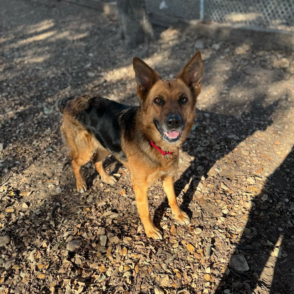 Enlarge Madison, a Adoptable German Shepherd Dog in Brooklyn, NY image 6/6