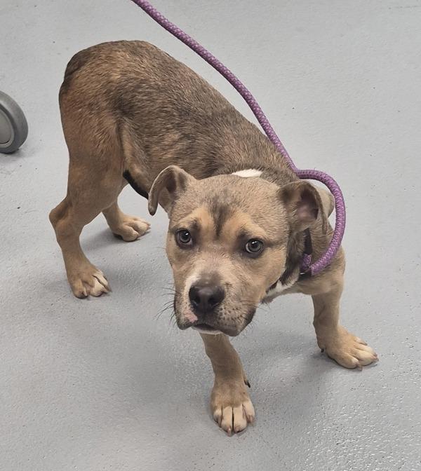 Enlarge In Foster Benny, a Adoptable mixed breed in Lawrenceville, GA image 1/1