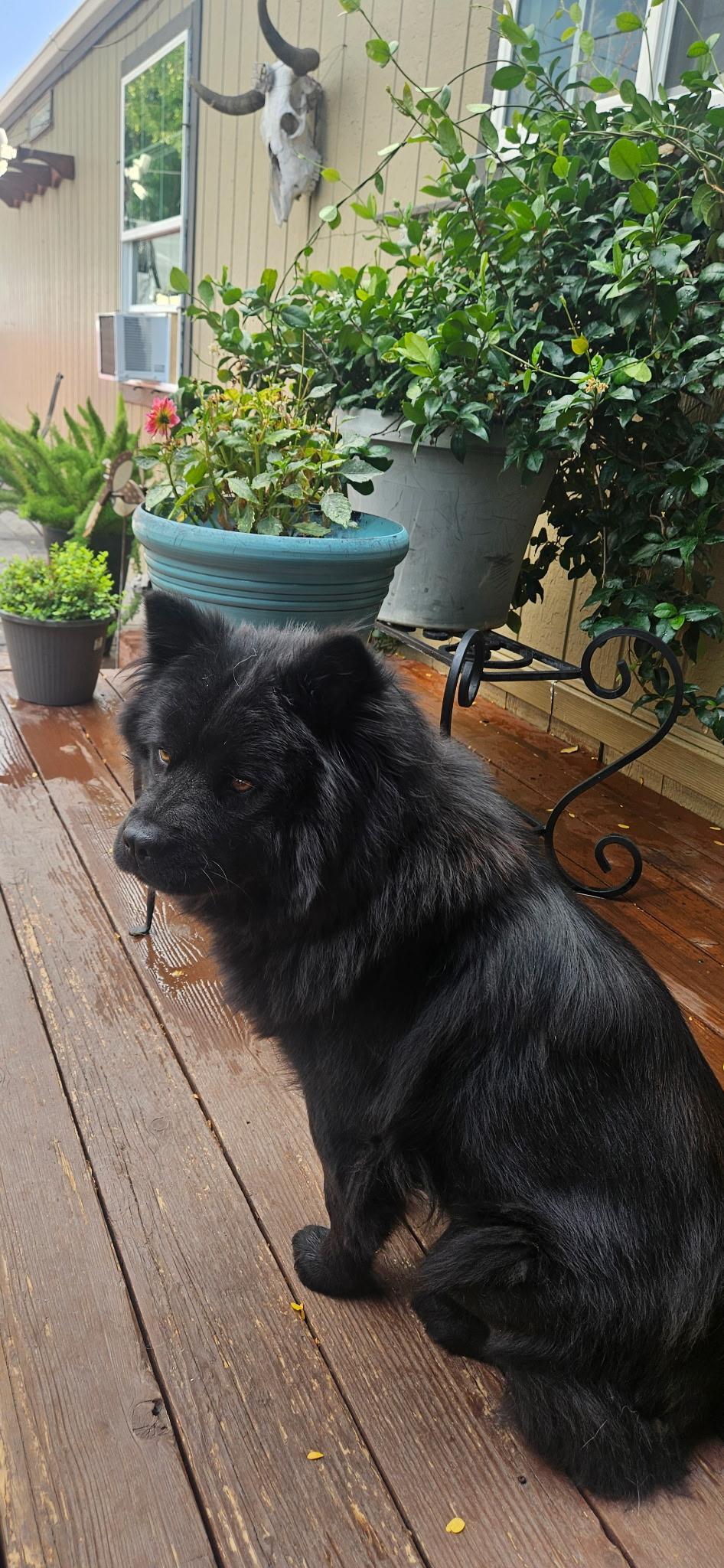 Enlarge Abbey, a ADOPTABLE Chow Chow in Sacramento, CA image 2/4