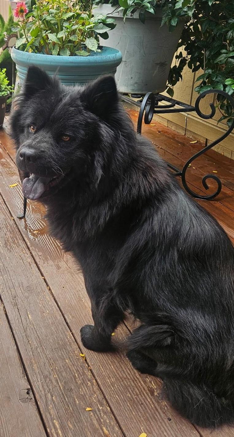 Enlarge Abbey, a ADOPTABLE Chow Chow in Sacramento, CA image 4/4
