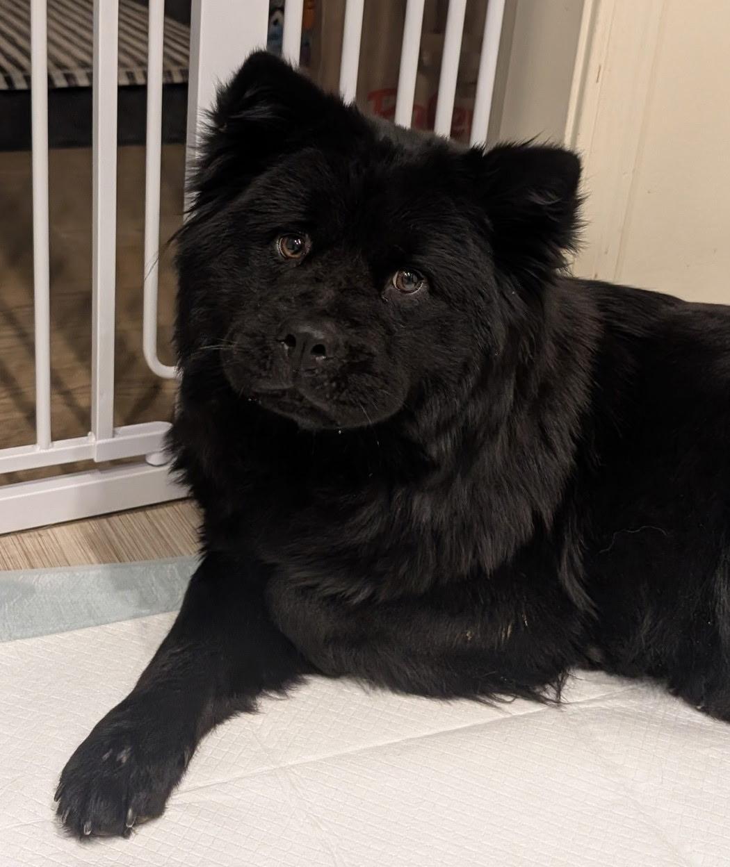 Abbey, ADOPTABLE, Young Female Chow Chow.