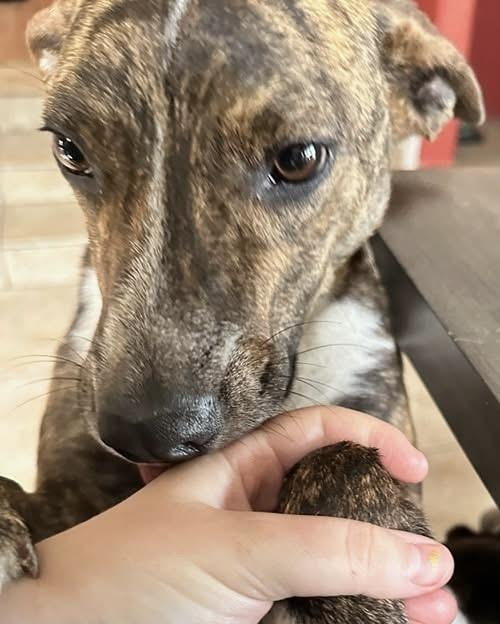 Enlarge Ferris, a Adoptable mixed breed in Brattleboro, VT image 3/3