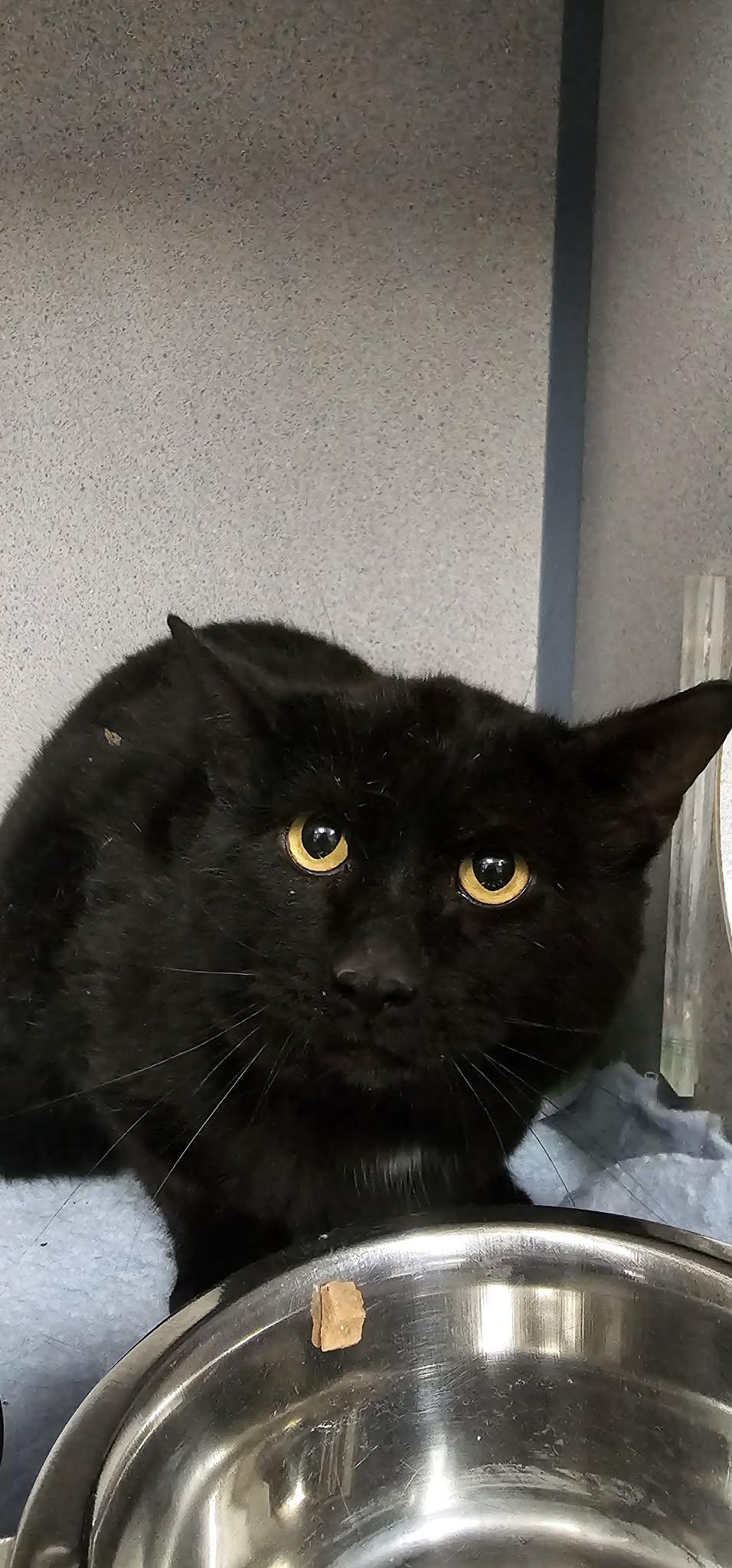 Eeyore, ADOPTABLE, Adult Male Domestic Short Hair.
