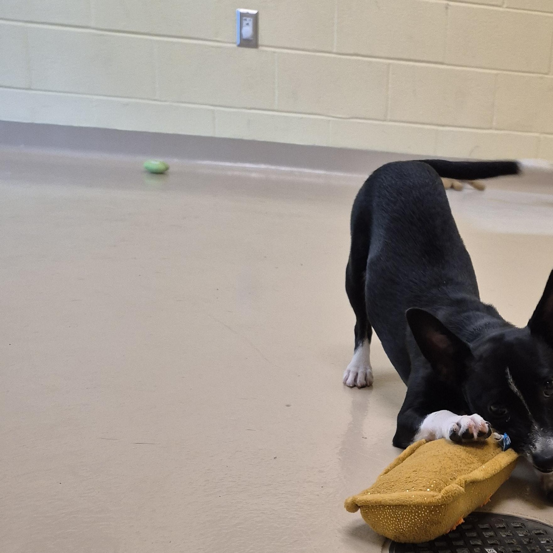 Enlarge Plum Pudding, an adopted mixed breed in Schertz, TX image 4/5