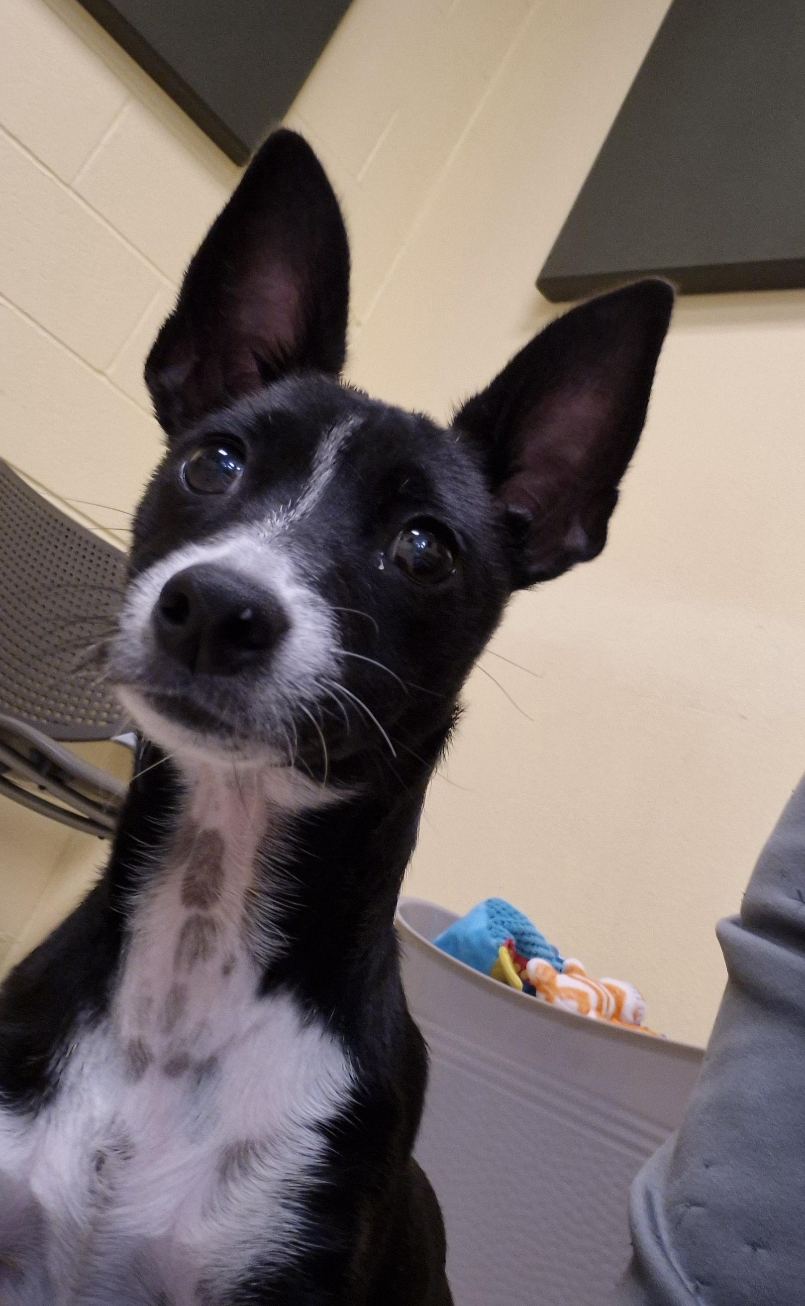 Enlarge Plum Pudding, an adopted mixed breed in Schertz, TX image 3/5