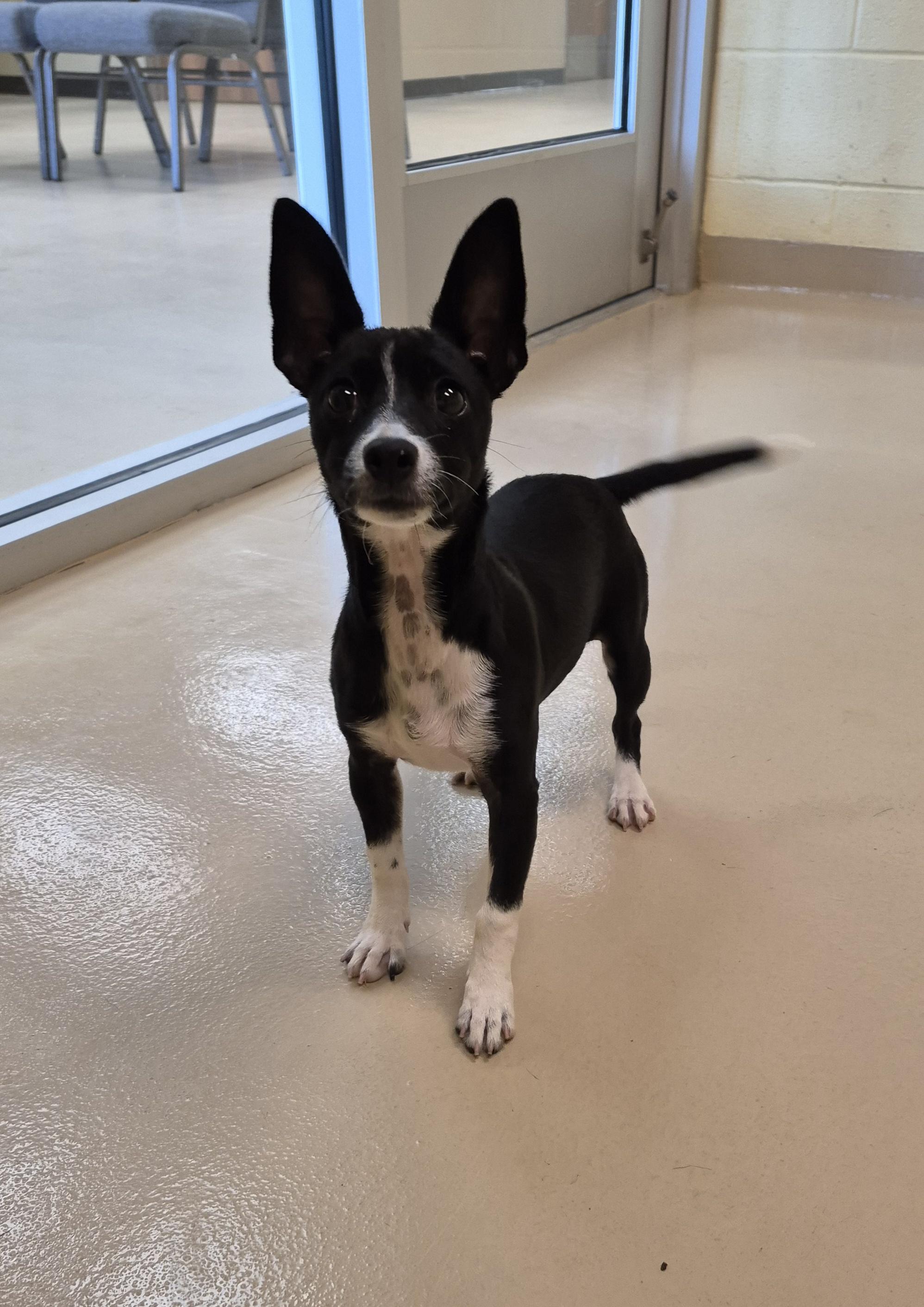Enlarge Plum Pudding, an adopted mixed breed in Schertz, TX image 1/5