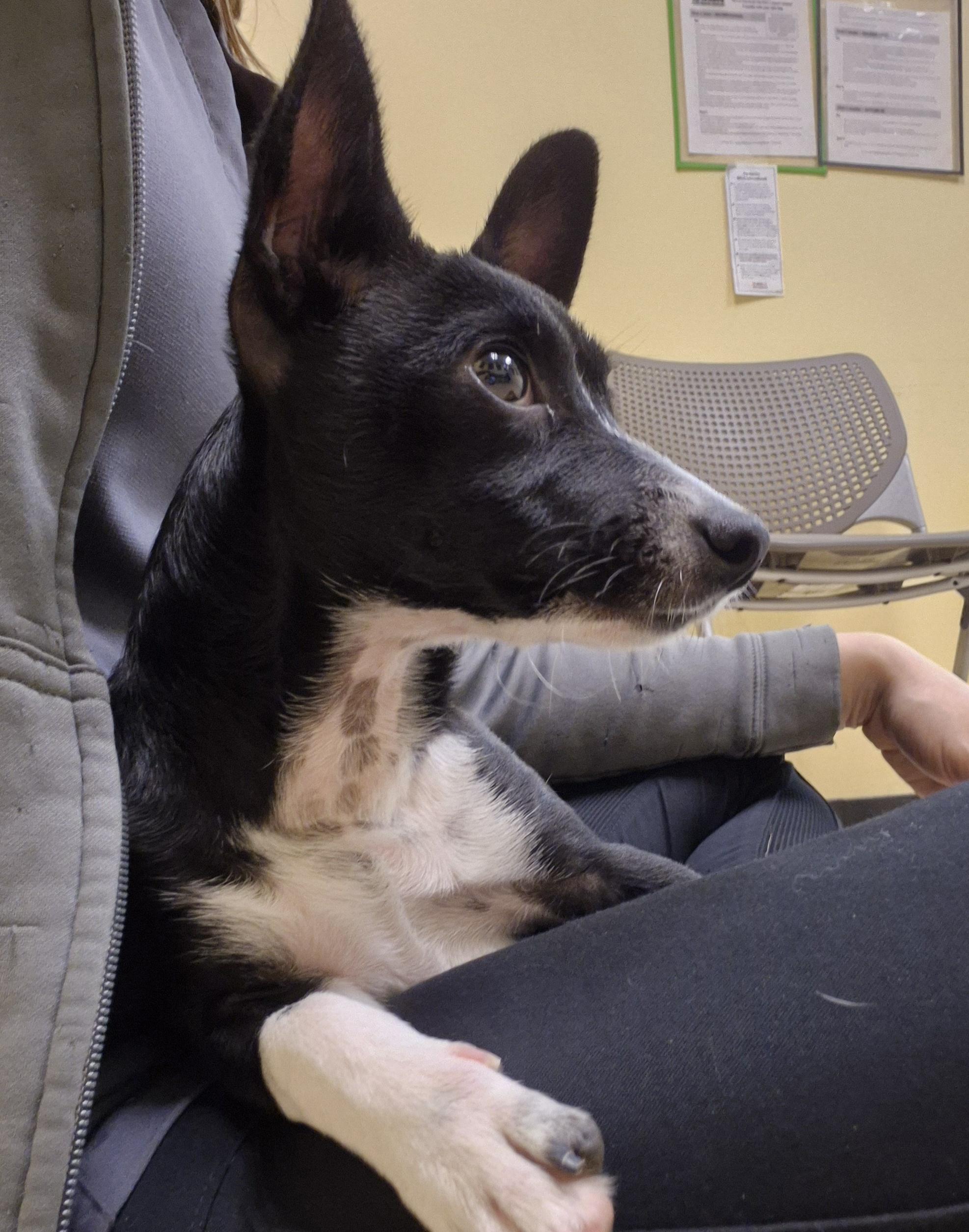 Enlarge Plum Pudding, an adopted mixed breed in Schertz, TX image 5/5