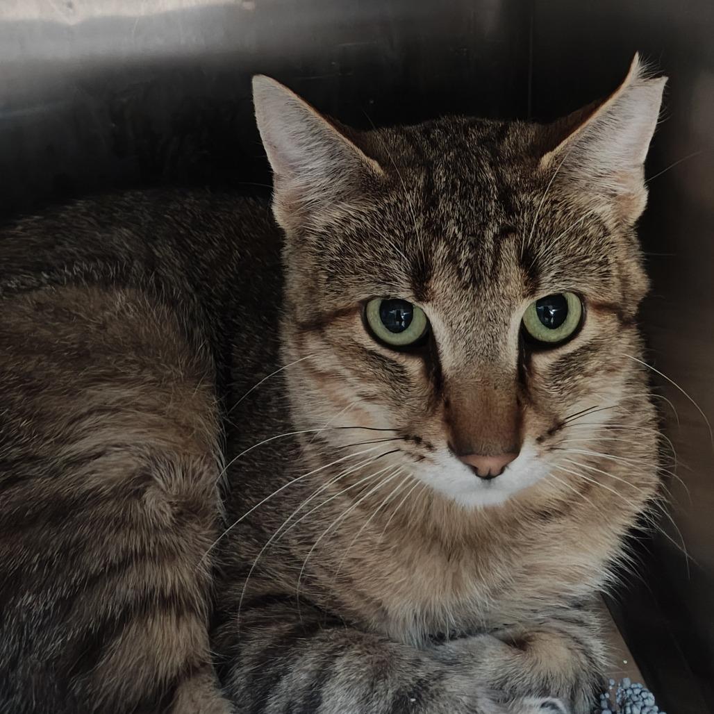 Chip-Working Cat, Adoptable, Adult Male Domestic Short Hair.