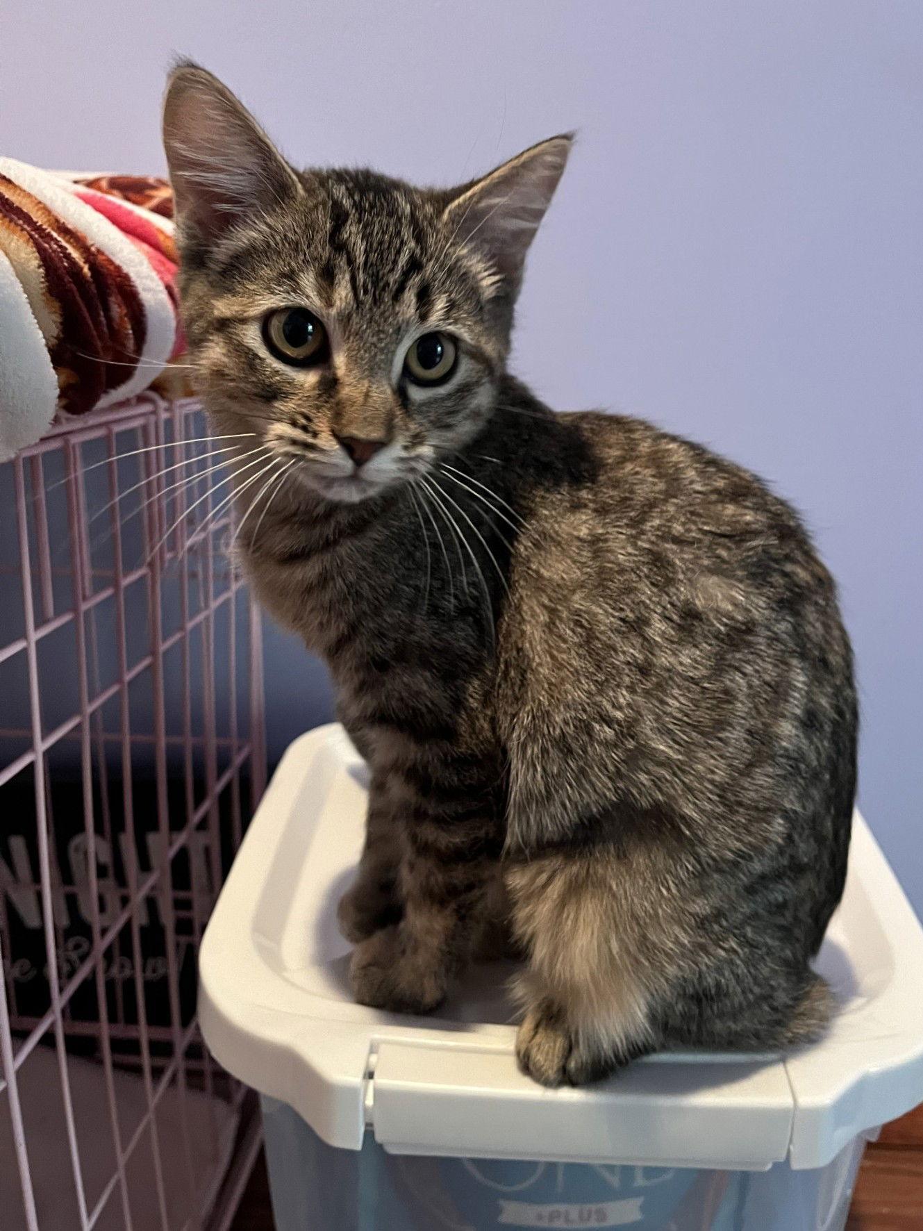 Enlarge Tori and Tabs, a Adoptable Domestic Short Hair in Shawnee, KS image 1/3