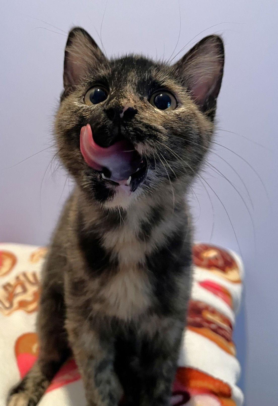 Enlarge Tori and Tabs, a Adoptable Domestic Short Hair in Shawnee, KS image 2/3