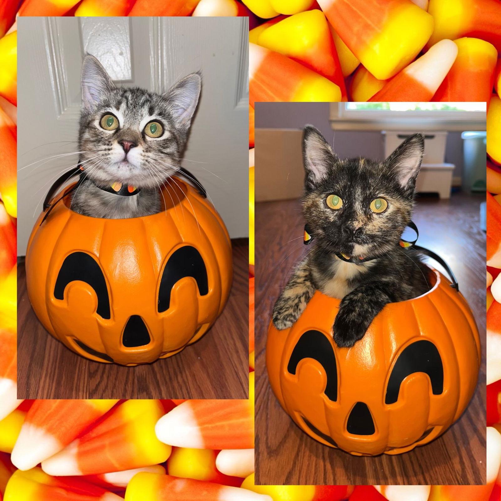 Enlarge Tori and Tabs, a Adoptable Domestic Short Hair in Shawnee, KS image 3/3