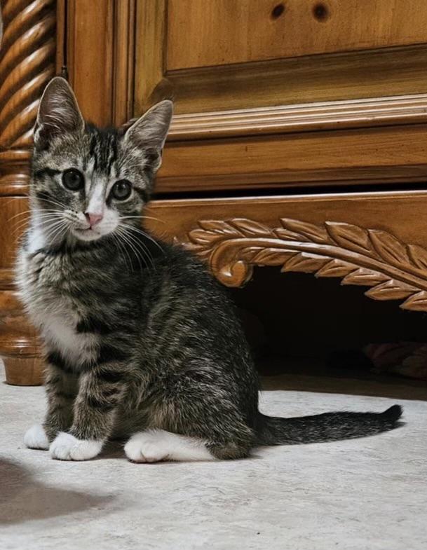 Orion