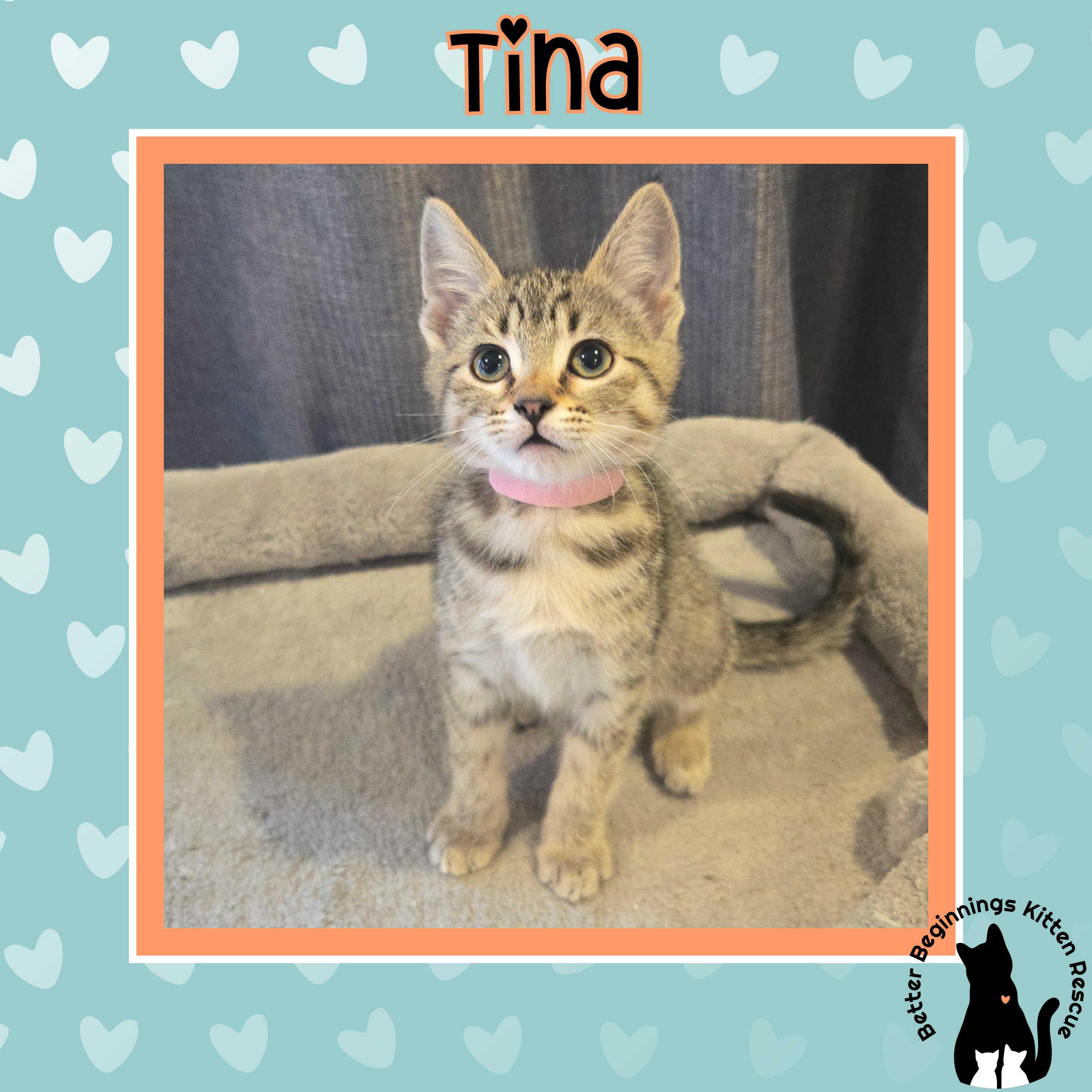 Enlarge Tina, a Adoptable mixed breed in Kamloops, BC image 1/4