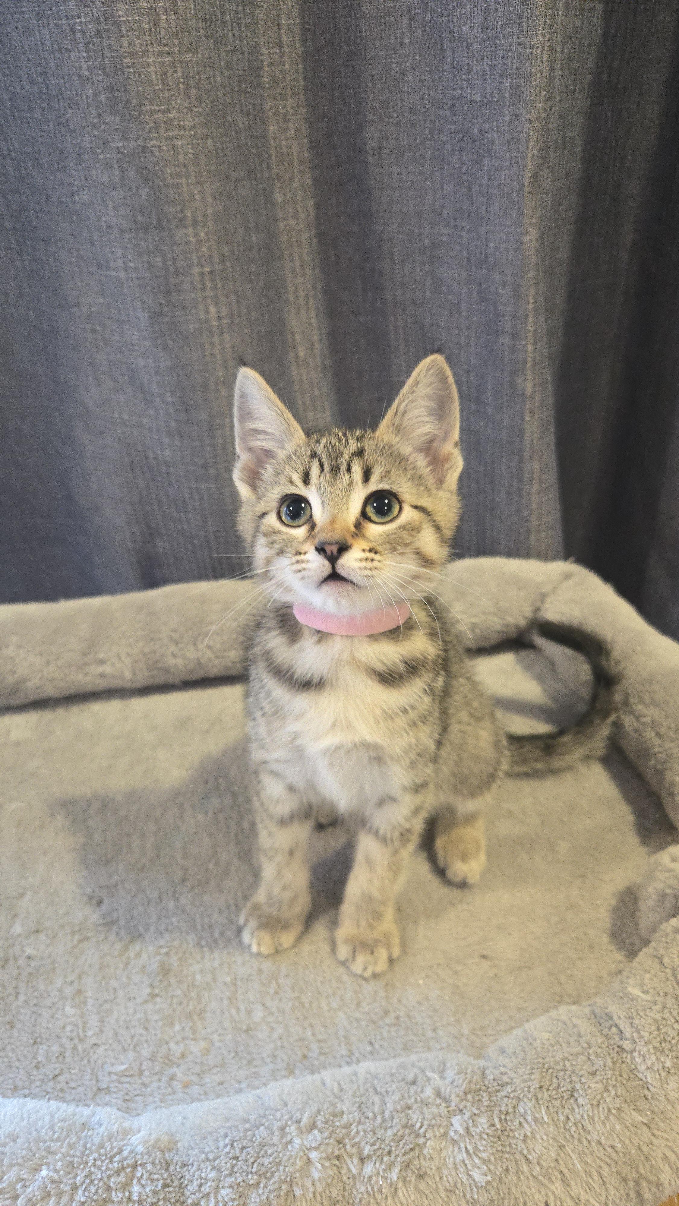 Enlarge Tina, a Adoptable mixed breed in Kamloops, BC image 2/4