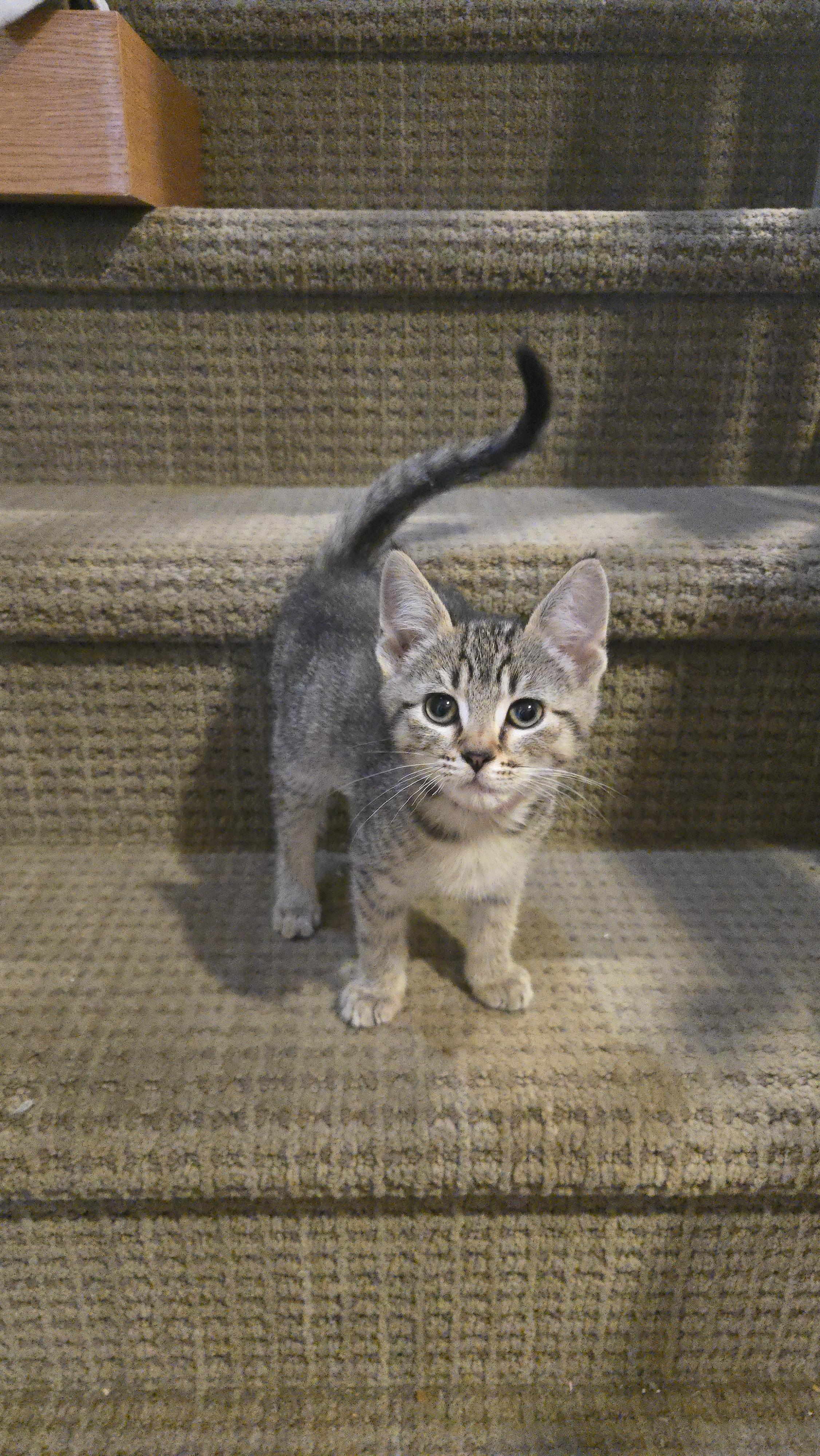Enlarge Tina, a Adoptable mixed breed in Kamloops, BC image 3/4