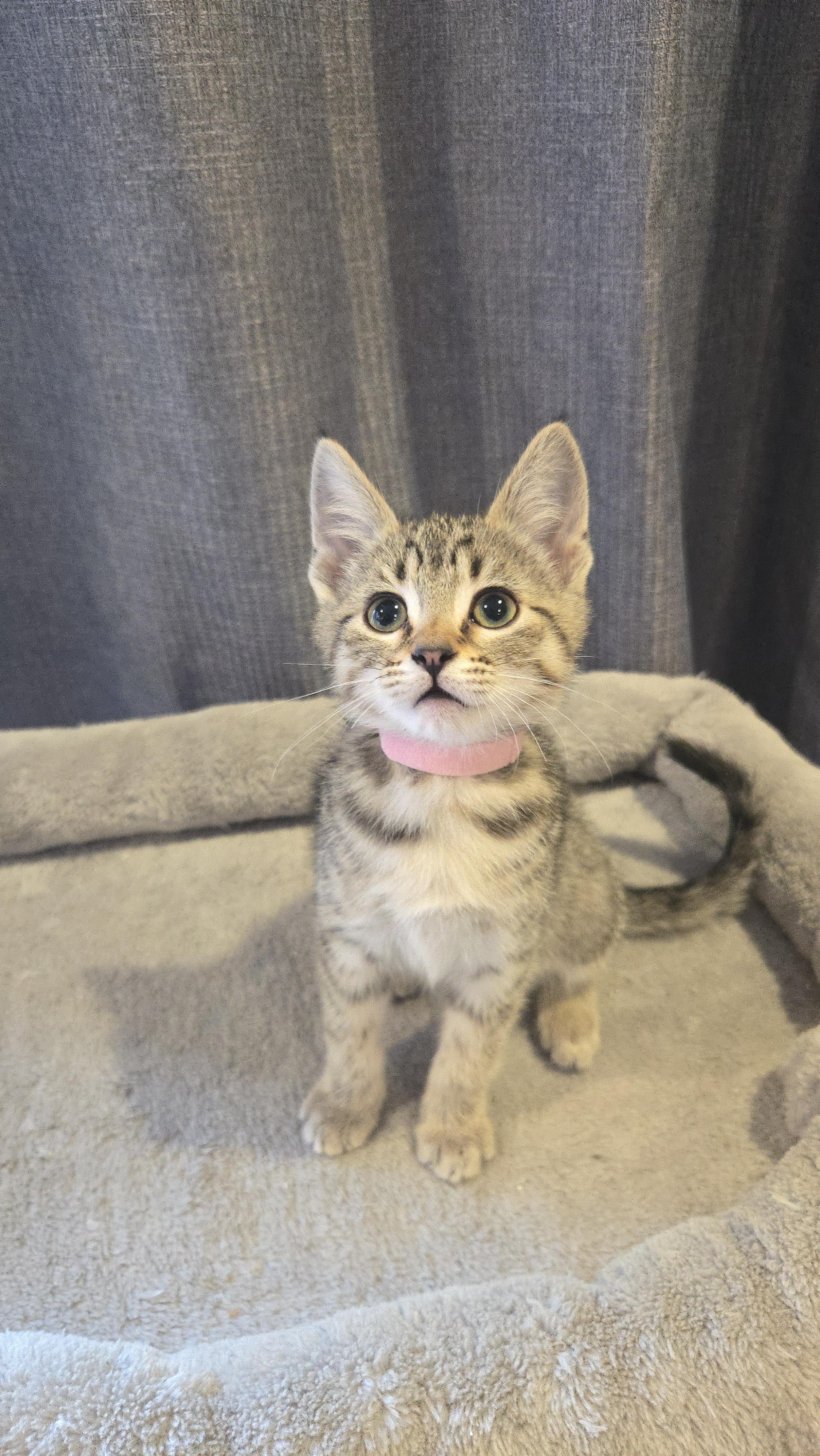 Enlarge Tina, a Adoptable mixed breed in Kamloops, BC image 4/4