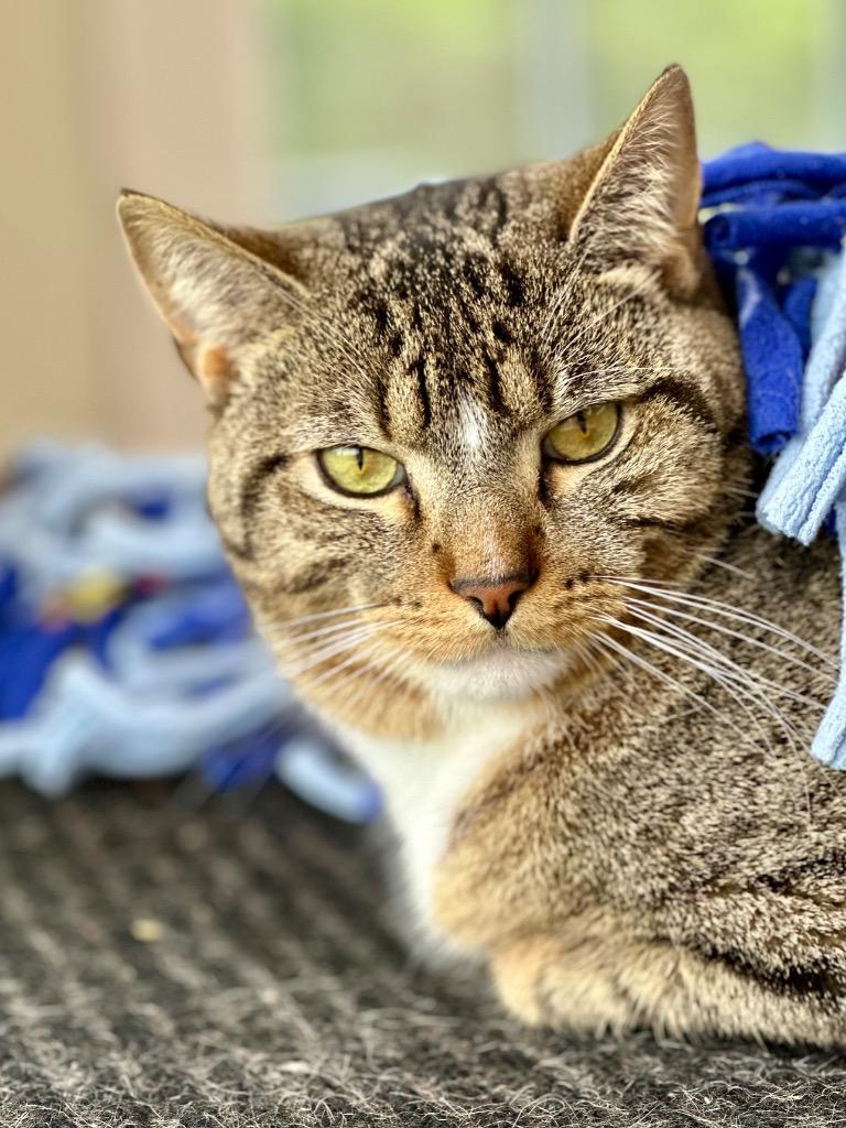 Gus Gus, a Adoptable mixed breed in Cumberland, ME image 5/5