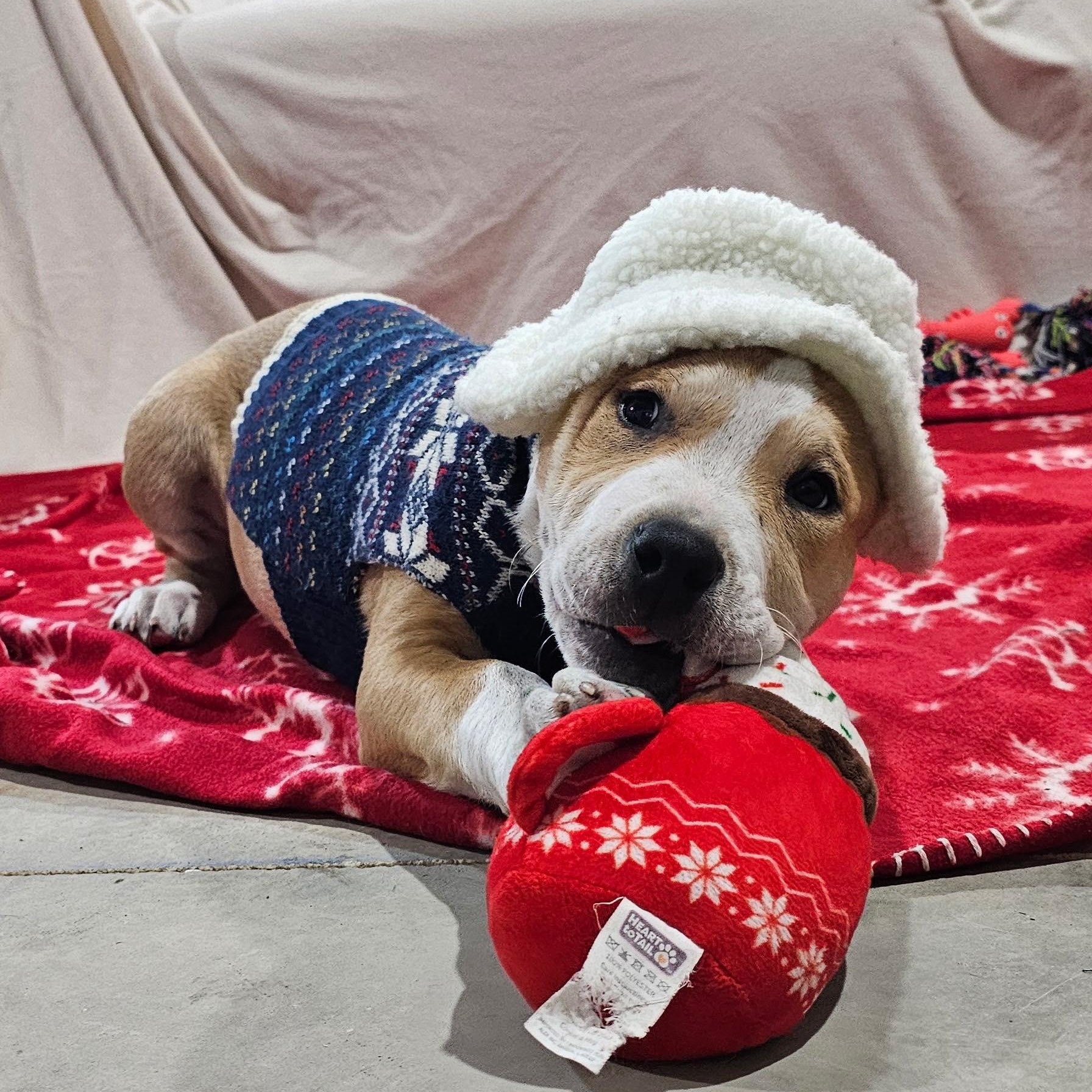 Willie Nelson, an adopted Mixed Breed in Kenosha, WI image 2/6