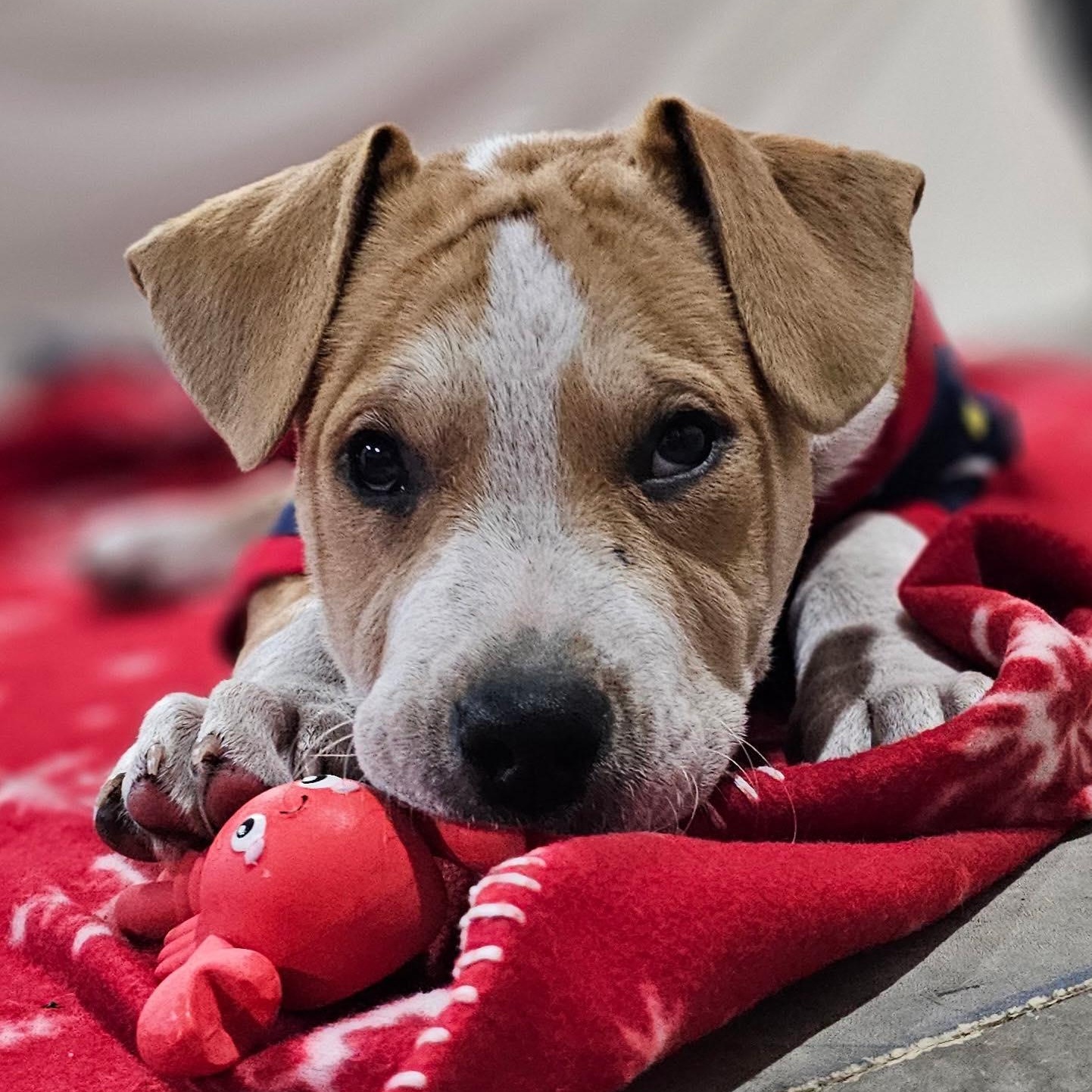 Willie Nelson, an adopted Mixed Breed in Kenosha, WI image 3/6
