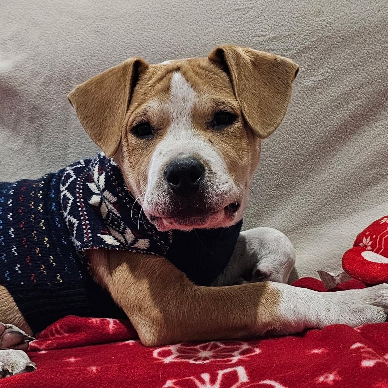 Willie Nelson, an adopted Mixed Breed in Kenosha, WI image 4/6