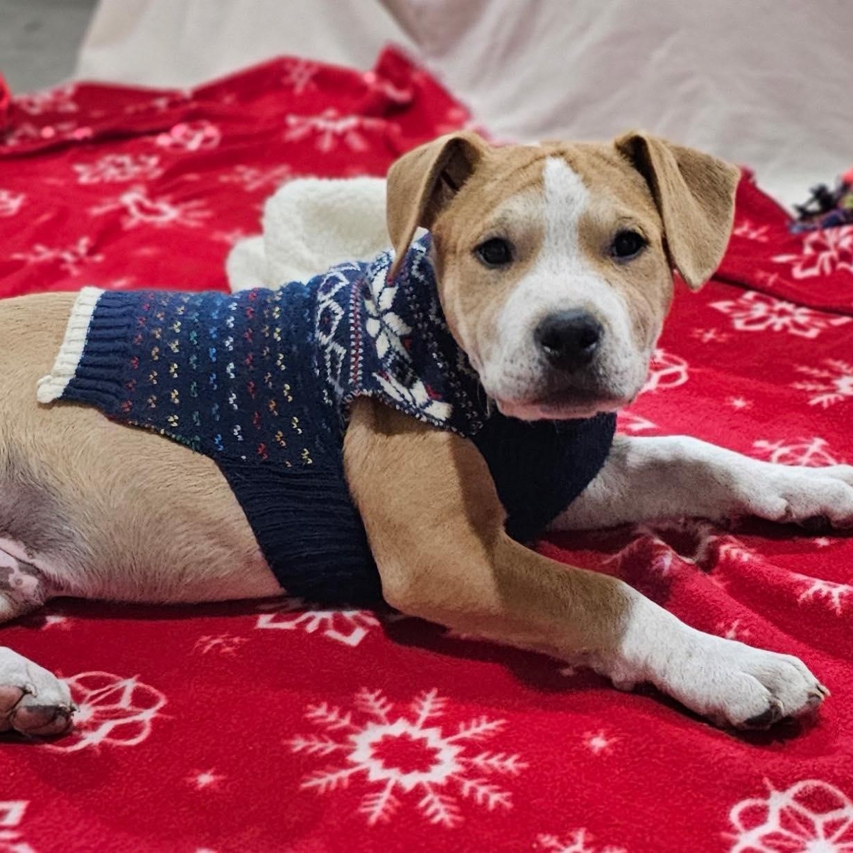 Willie Nelson, an adopted Mixed Breed in Kenosha, WI image 5/6