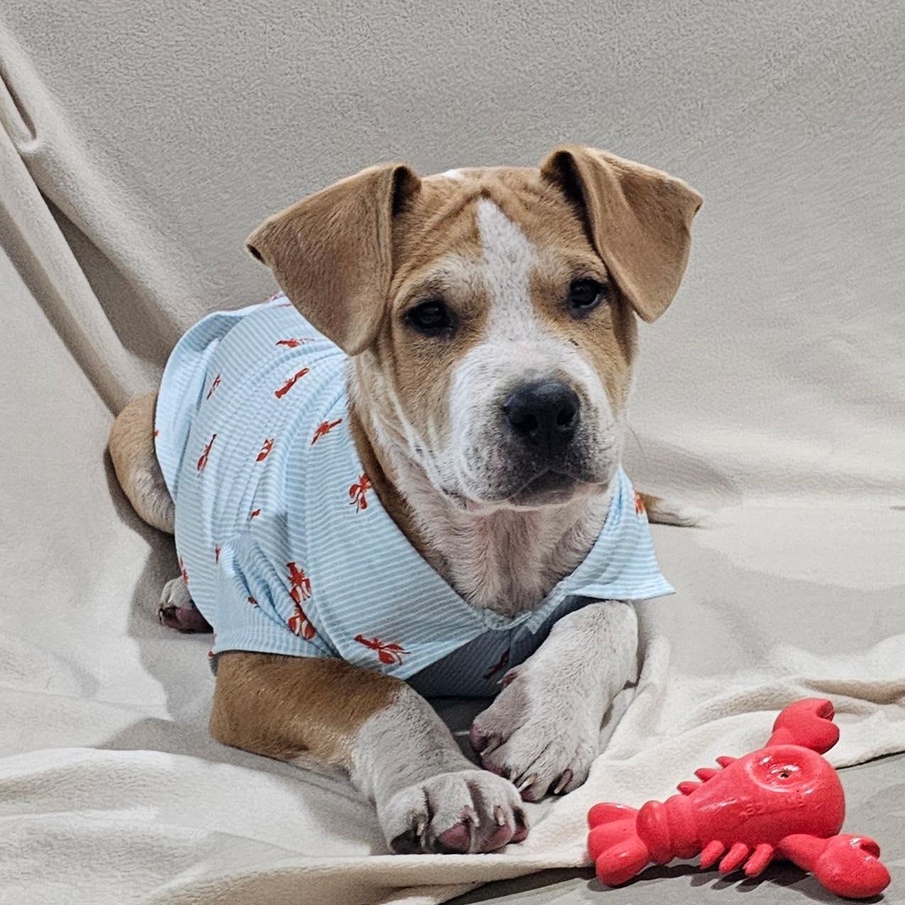 Willie Nelson, an adopted Mixed Breed in Kenosha, WI image 1/6