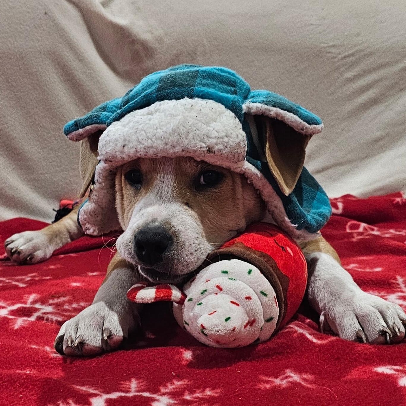 Willie Nelson, an adopted Mixed Breed in Kenosha, WI image 6/6