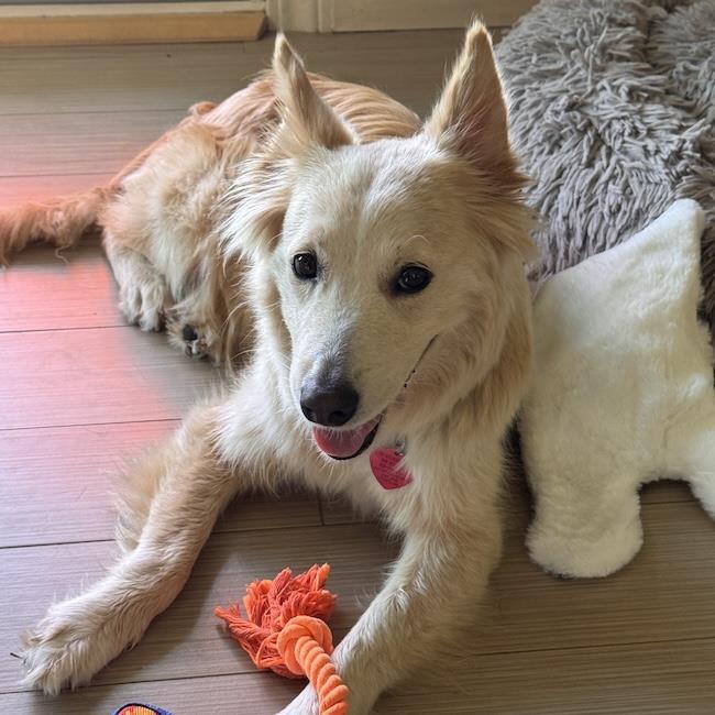 Galaxy - (Medical) - Adoption In Process, Adoptable, Adult Female Shepherd & Golden Retriever.