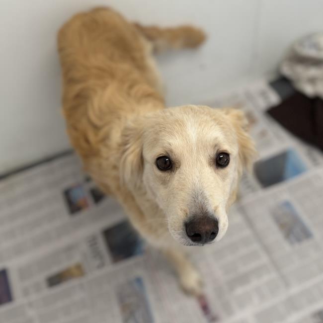 Enlarge Galaxy - (Medical) - Adoption In Process, a Adoptable mixed breed in San Diego, CA image 2/3