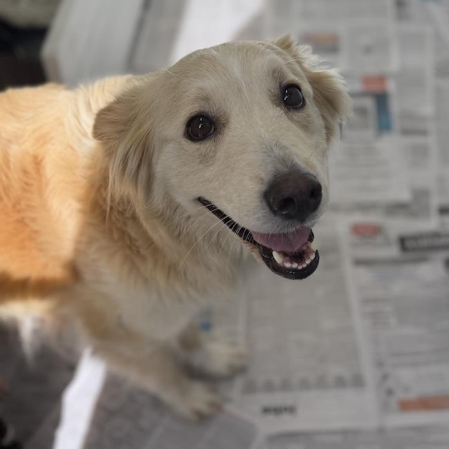 Enlarge Galaxy - (Medical) - Adoption In Process, a Adoptable mixed breed in San Diego, CA image 3/3