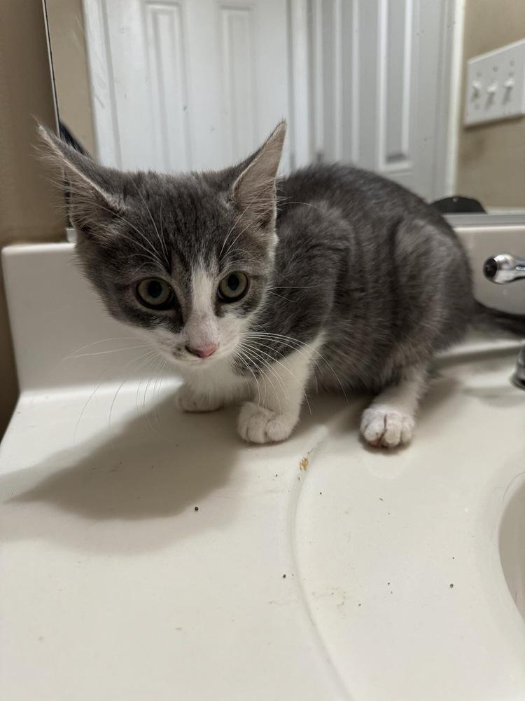 Enlarge River, a Adoptable Domestic Short Hair in Salisbury, NC image 1/3