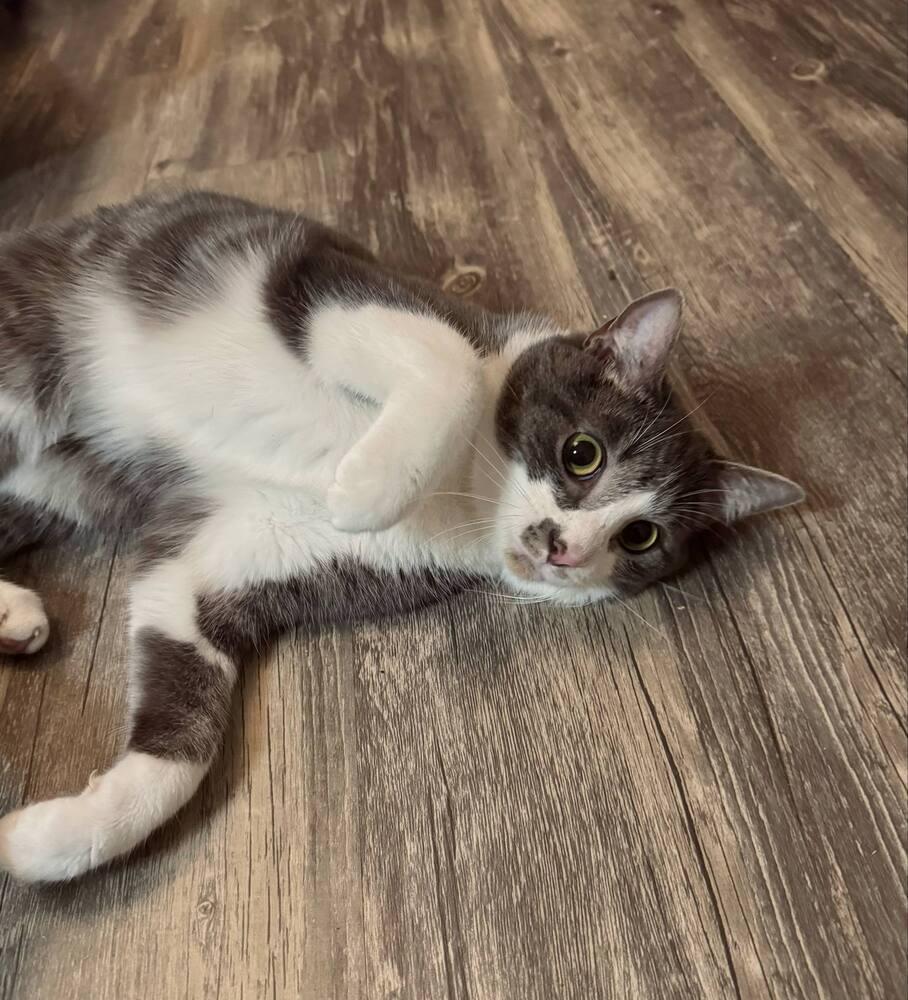 Enlarge River, a Adoptable Domestic Short Hair in Salisbury, NC image 2/3