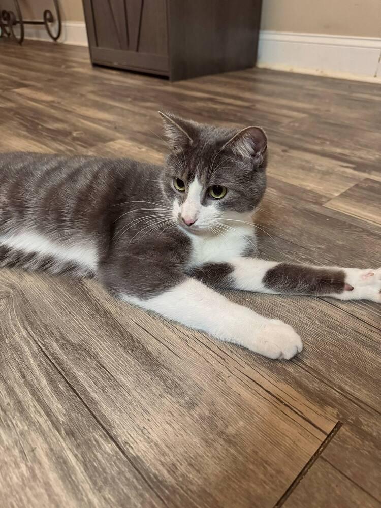 Enlarge River, a Adoptable Domestic Short Hair in Salisbury, NC image 3/3