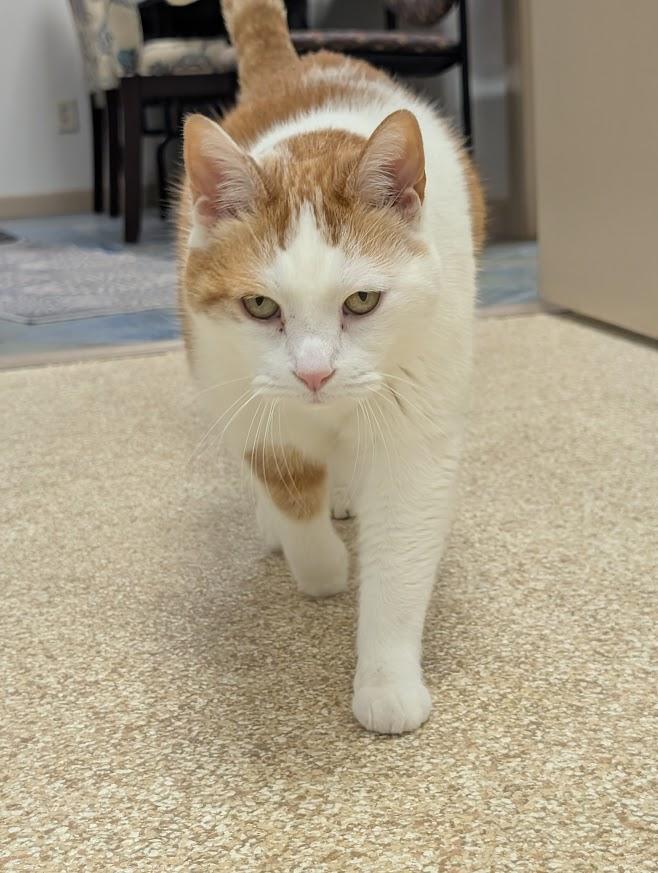 Scooter, ADOPTABLE, Senior Male Domestic Short Hair.