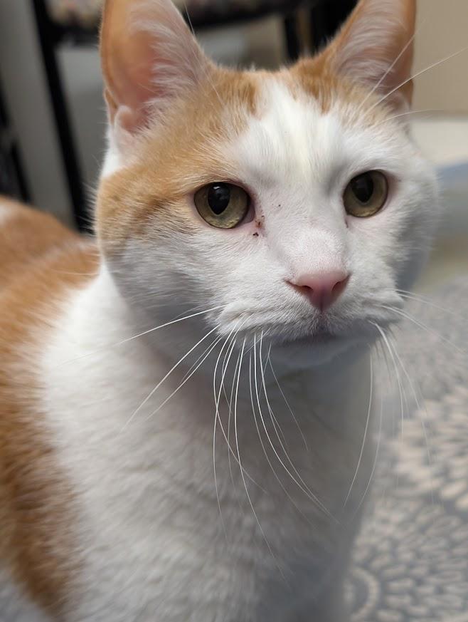 Scooter, a ADOPTABLE mixed breed in Waupun, WI image 4/4