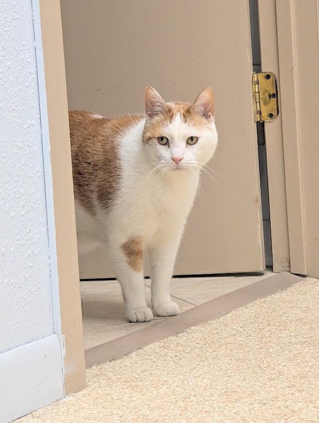 Scooter, a ADOPTABLE mixed breed in Waupun, WI image 3/4