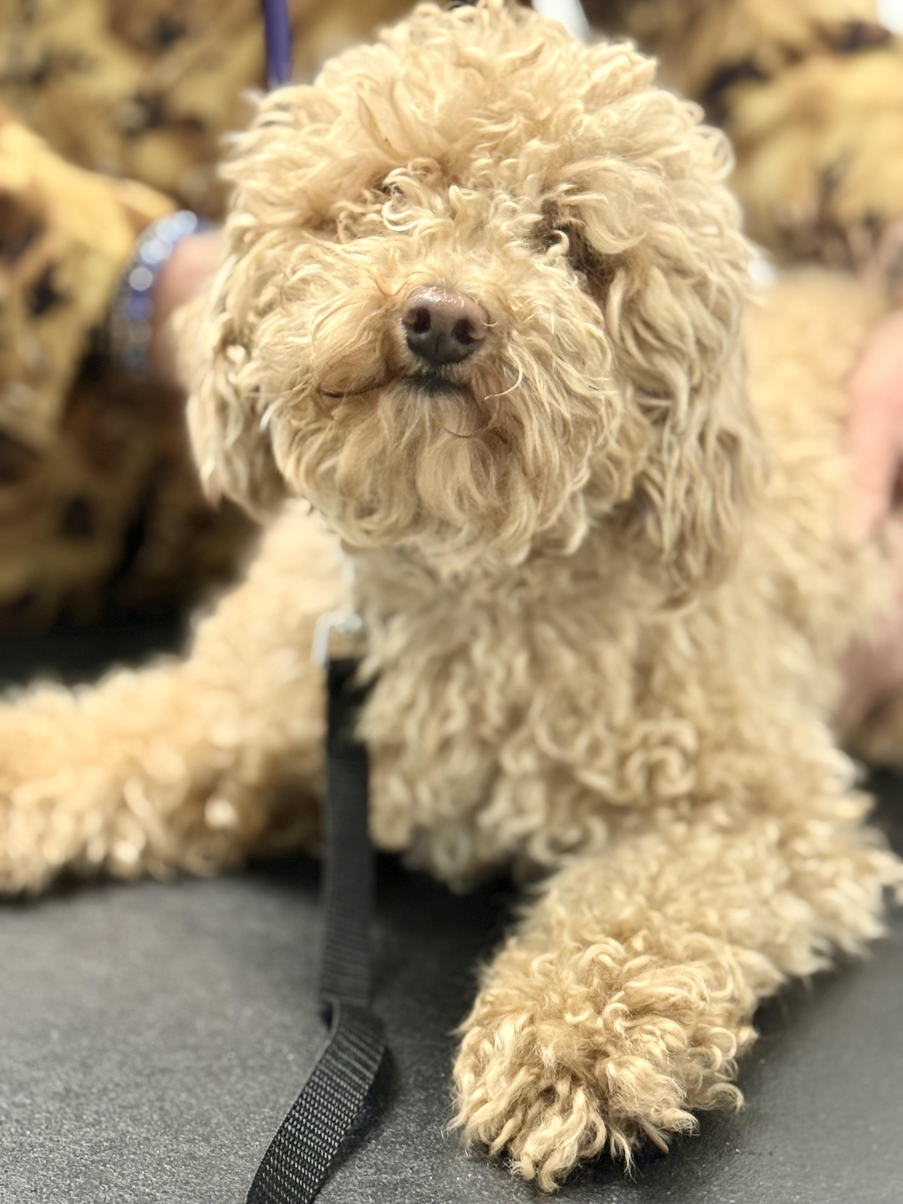 Myles, a Adoptable Miniature Poodle in Scarborough, ON image 5/6