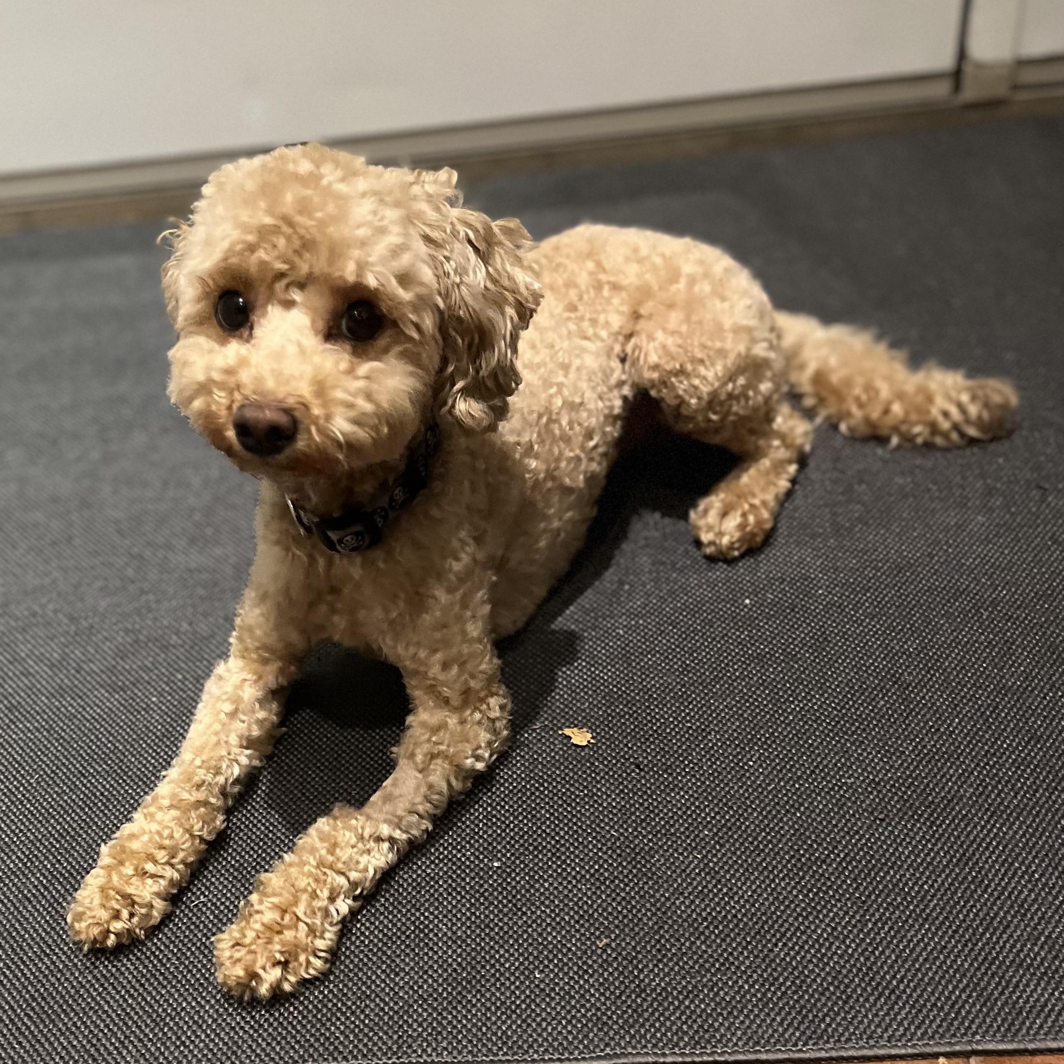 Myles, a Adoptable Miniature Poodle in Scarborough, ON image 3/6