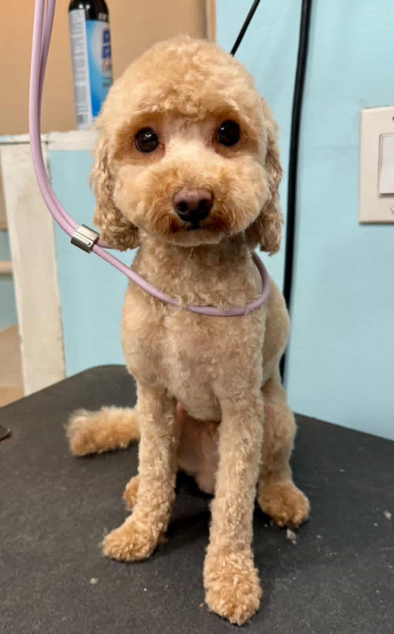 Myles, a Adoptable Miniature Poodle in Scarborough, ON image 2/6