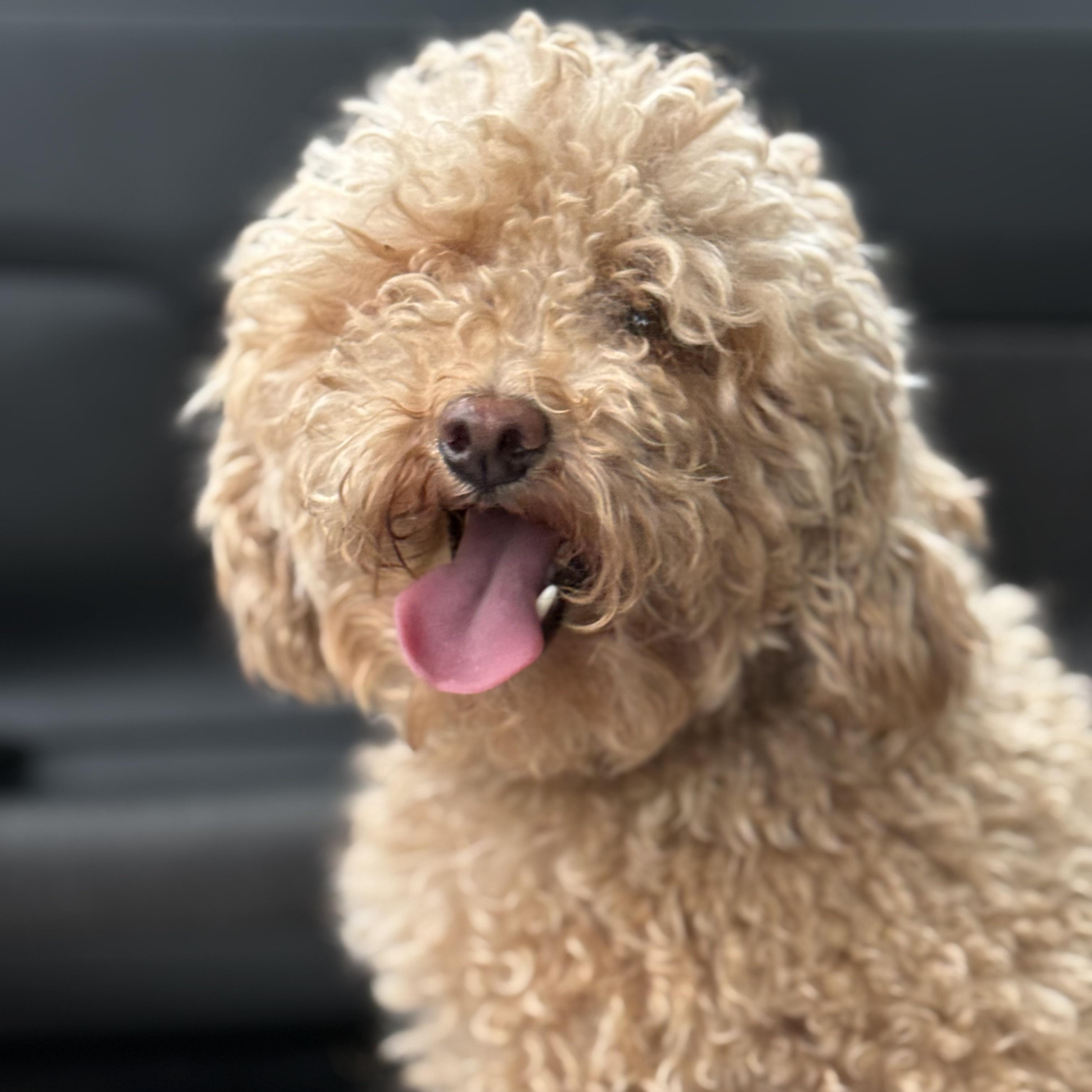 Myles, a Adoptable Miniature Poodle in Scarborough, ON image 1/6