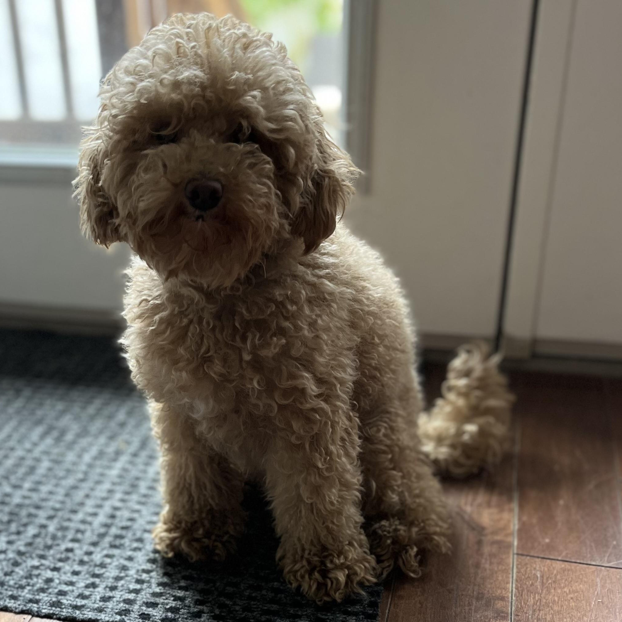 Myles, a Adoptable Miniature Poodle in Scarborough, ON image 4/6