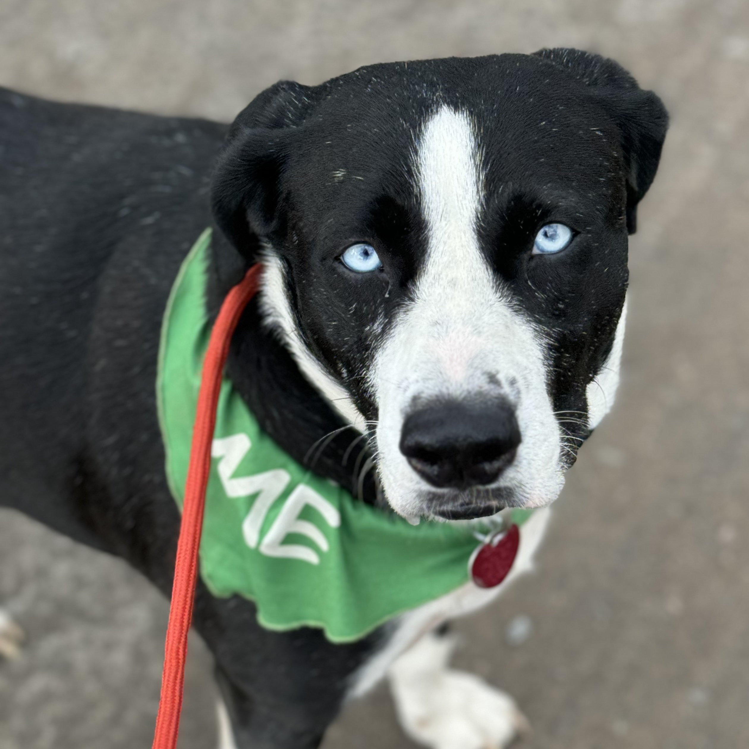 Peter, a Adoptable mixed breed in Warwick, RI image 1/5