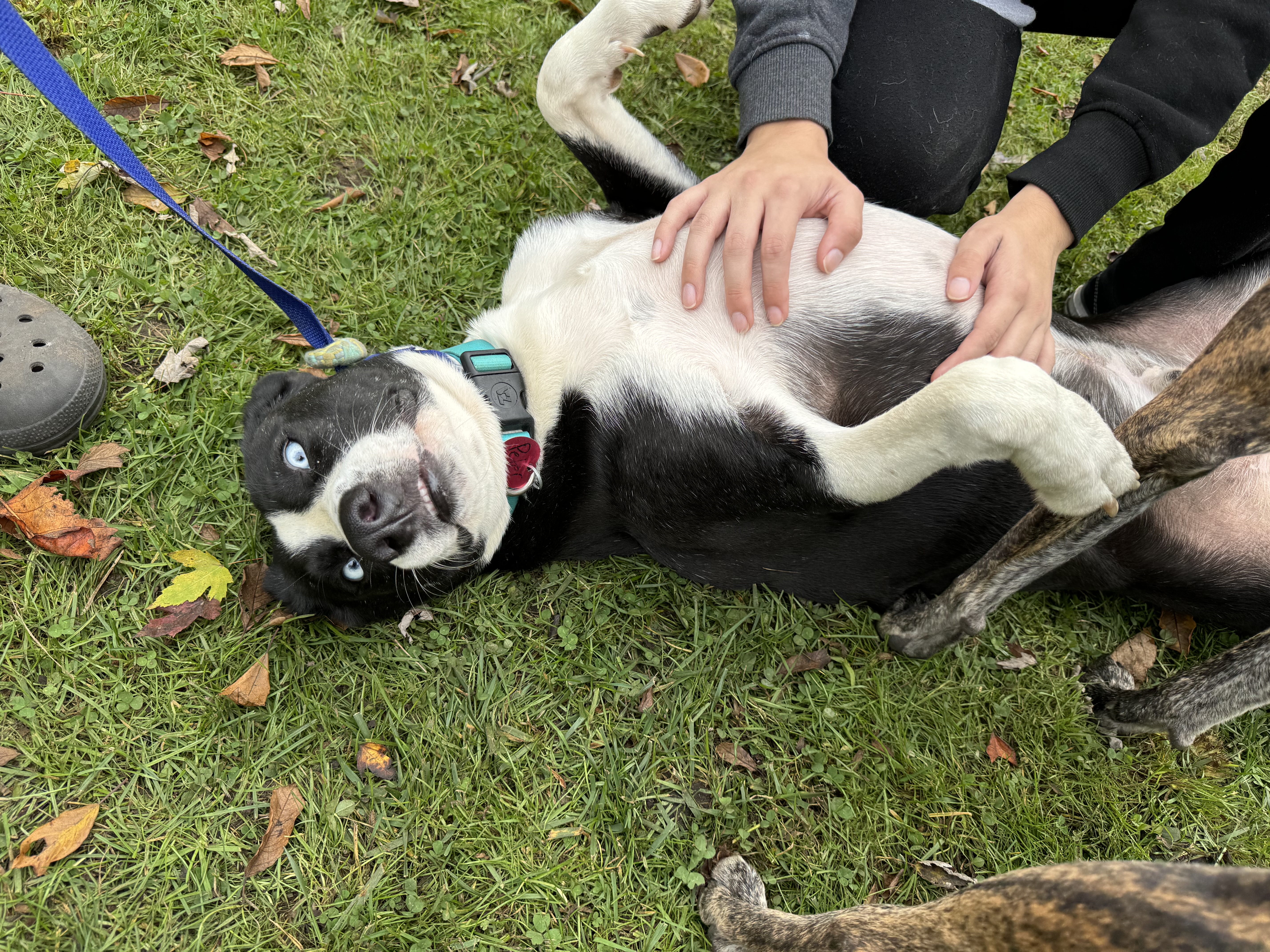 Peter, a Adoptable mixed breed in Warwick, RI image 3/5