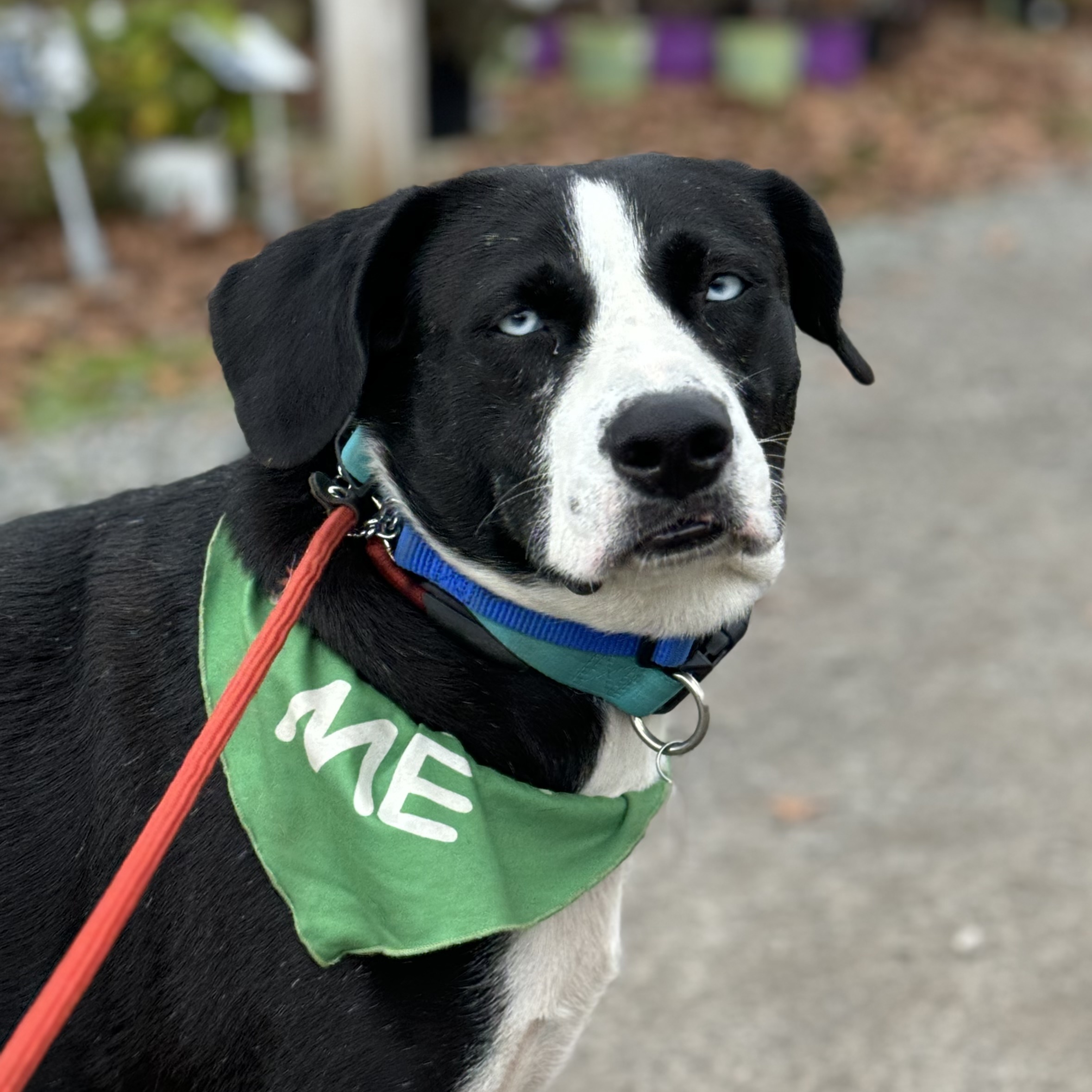 Peter, a Adoptable mixed breed in Warwick, RI image 2/5