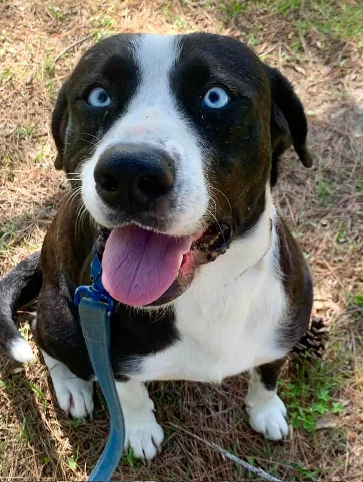 Peter, a Adoptable mixed breed in Warwick, RI image 4/5