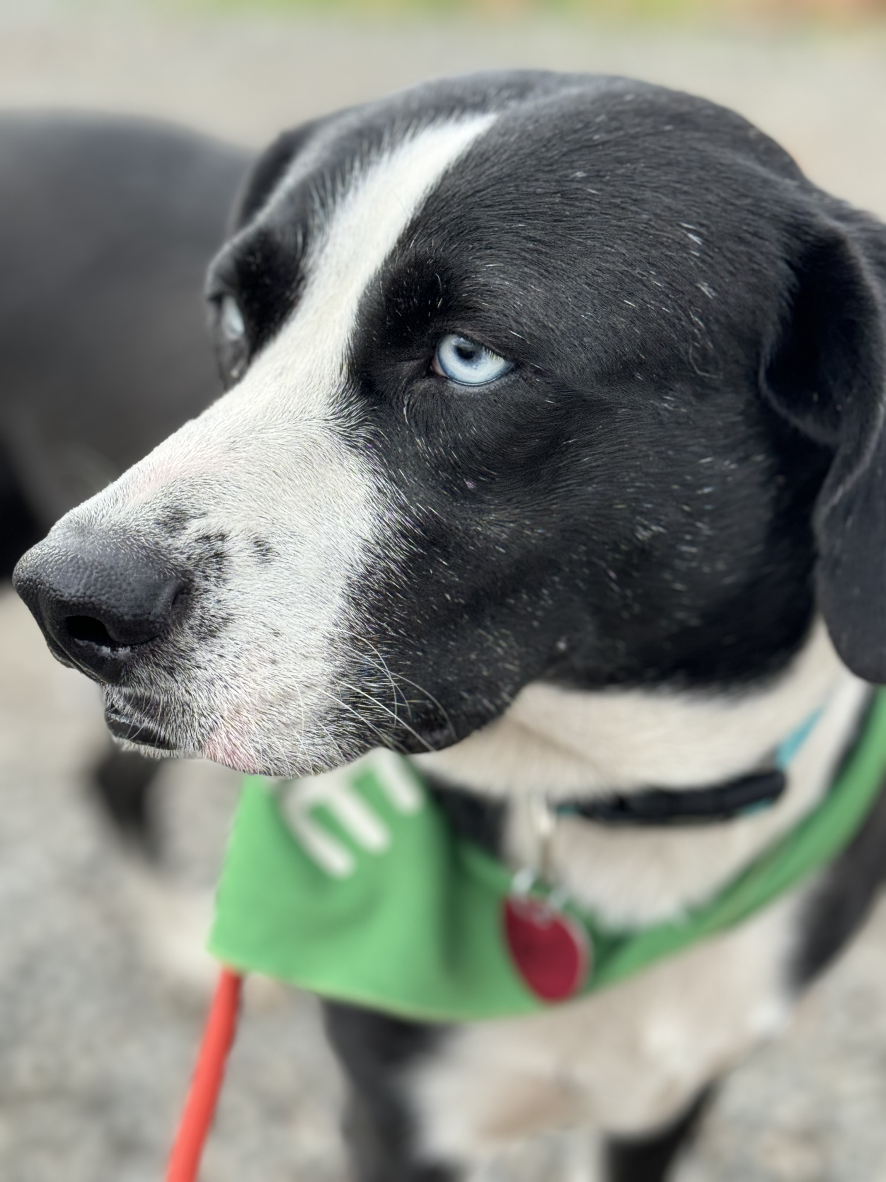 Peter, a Adoptable mixed breed in Warwick, RI image 5/5