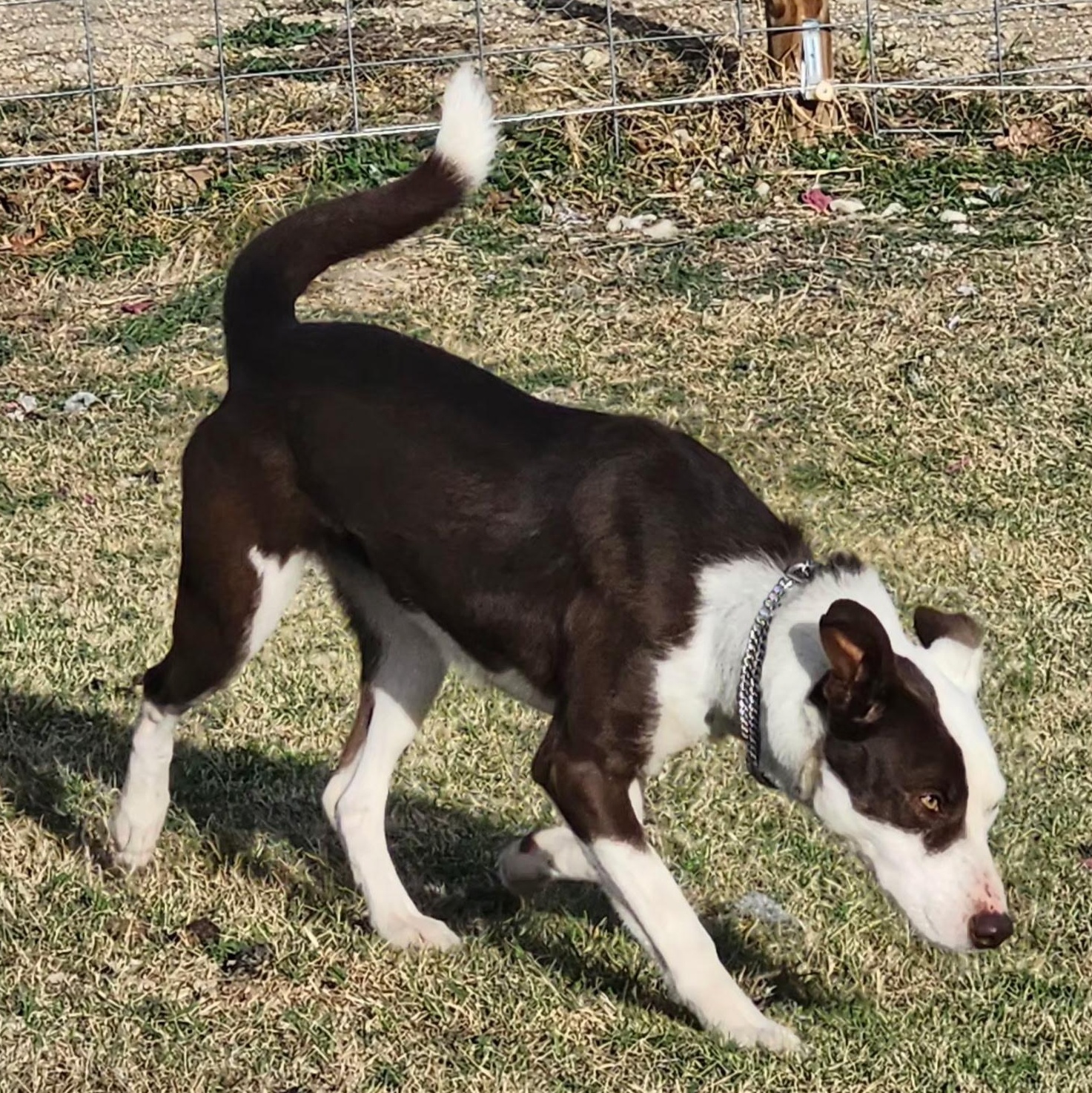 AVA, Adoptable, Young Female McNab & Border Collie.