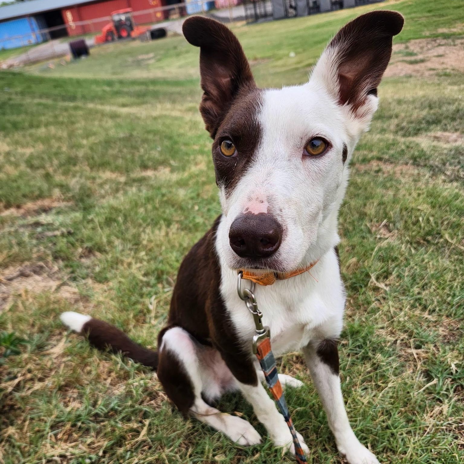 AVA, an adoptable McNab, Border Collie in Weatherford, TX, 76088 | Photo Image 3