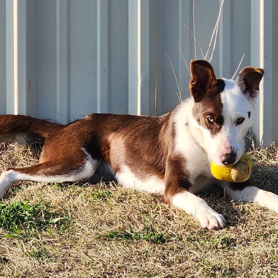 AVA, an adoptable McNab, Border Collie in Weatherford, TX, 76088 | Photo Image 1